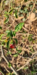 Cherry red chilly in the garden