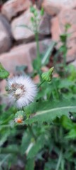 Dandelion flower in wind