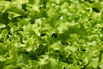 Fresh green lettuce as background, closeup. Salad greens