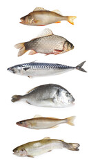Collage with different types of raw fish on white background