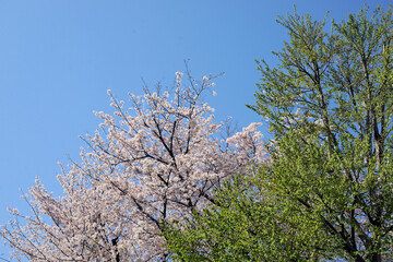 桜と銀杏