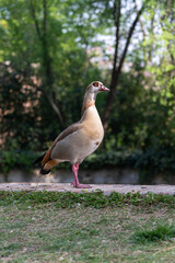 Brown uck in the forest.