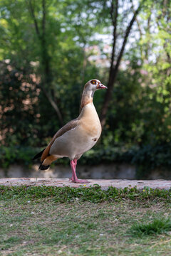 Brown uck in the forest.