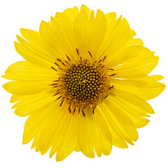 Yellow flowers of coreopsis (Coreopsis lanceolata), isolated on white background