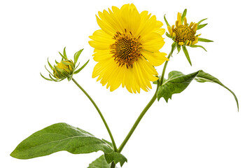 Yellow flowers of coreopsis (Coreopsis lanceolata), isolated on white background