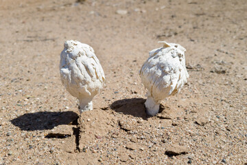 A pair of Desert Shaggy Mane Fungus or Podaxi pistillaris mushrooms sticking out of rough soil after rain; close up
