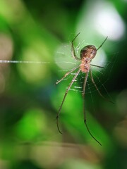 spider on a web