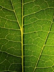 green leaf texture