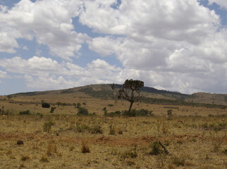 Landschaft, Horizont und Gnus in Kenia