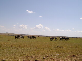 Landschaft, Horizont und Gnus in Kenia