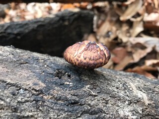 Close up shiitake mushroom cultivation on stack of logs
