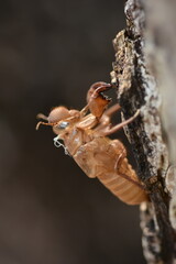 Close up photo of Cicada case