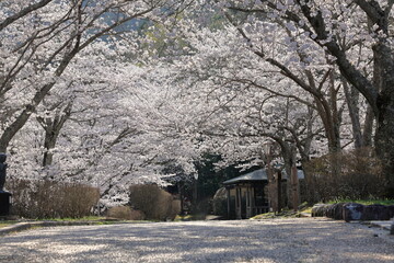 川沿いの並木道に咲く桜