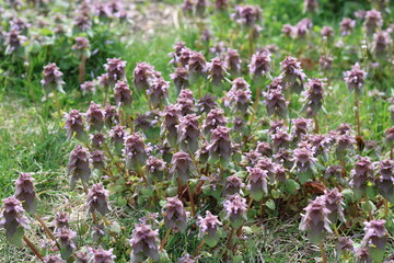 Obraz premium field of pink flowers