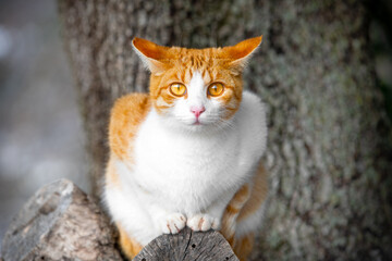Redhead noble cat sits tree branch, looks frightened with a piercing gaze, lost in the forest park. Beautiful smooth-haired kitten posing piercingly looking at the camera with orange eyes. Wild cats