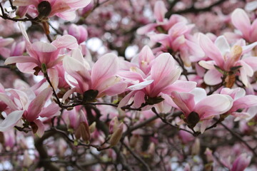 Fototapeta na wymiar Magnolia blooms