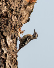 Fulvous-breasted woodpecker or Dendrocopos macei observed in Rongtong in West Bengal, India