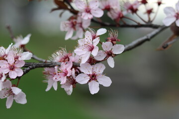 cherry blossom