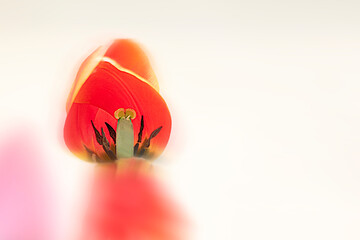 Tulip's figure to confess his love