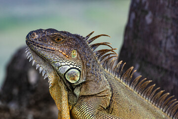 Iguana, American iguana is a lizard reptile in the Iguana in the iguana family. And in the subfamily Iguanidae.