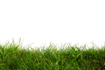 Green Grass Border isolated on white Background