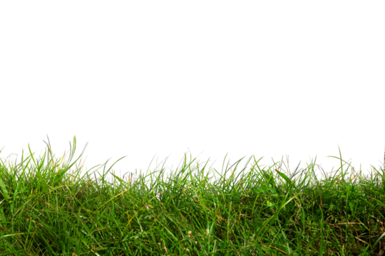 Green Grass Border isolated on white Background