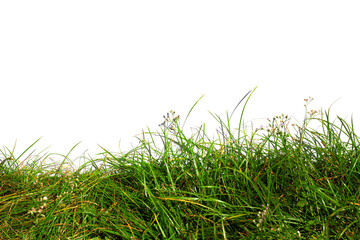 Green Grass Border isolated on white Background