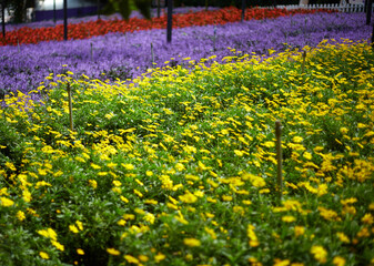 Field of cosmos flower