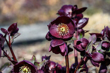 Closeup of the dark maroon flower of a hellebore, Lenten rose, blooming in a sunny winter garden
