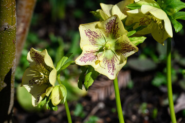 Closeup of a light yellow flower with maroon spots of a hellebore plant, Lenten rose, blooming in a sunny winter garden
