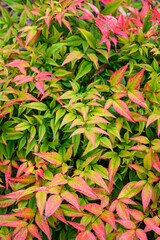 Bright and colorful foliage of a Heavenly Bamboo plant, red, yellow, orange, and green leaves as a nature background
