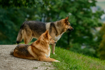 Naklejka na ściany i meble Couple of German shepherd dogs in the field with blurred foliage background.