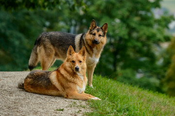 Couple of German shepherd dogs in the field with blurred foliage background.