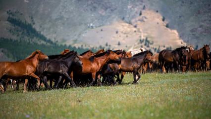 Horses. Central Mongolia. Arkhangai province.