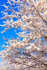 cherry blossom against sky