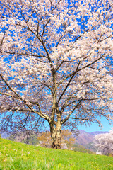 Fototapeta premium pink cherry blossom and blue sky