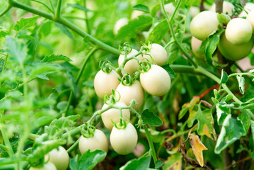 hydroponic garden during morning time food background concept with copy space