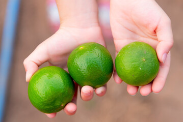 fresh lime fruit isolated on white background.