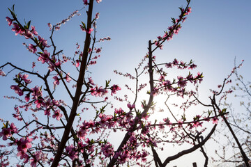 Peach trees blossom in spring