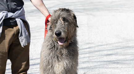 Capturing the Perfect Moment,  The Obedient Irish Wolfhound and their Owner Pose for a Stunning Picture on a Nature Trail, a Display of Grace, Love, and Harmony.   Pet Photography. 