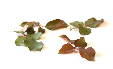 rose leaves on a white background.
