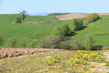 Fototapeta na wymiar 春の畑と緑の丘陵地帯 