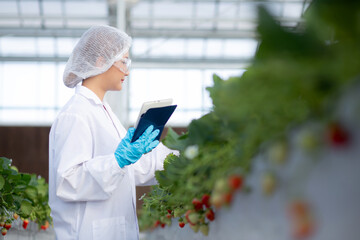 Young asian woman check cultivation strawberry with happiness for research with digital tablet in farm greenhouse laboratory, female examining strawberry with agriculture, small business concept.