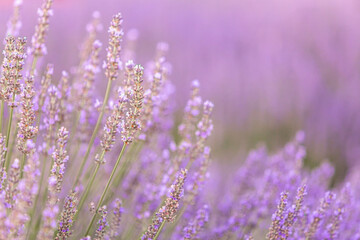 Lavender bushes closeup on sunset. Sunset gleam over purple flowers of lavender. Provence region of France.