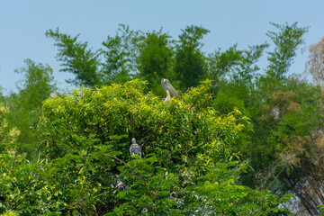 Spot billed pelican and asian openbill