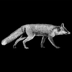 Marble Fox hand drawing vector isolated on black background.