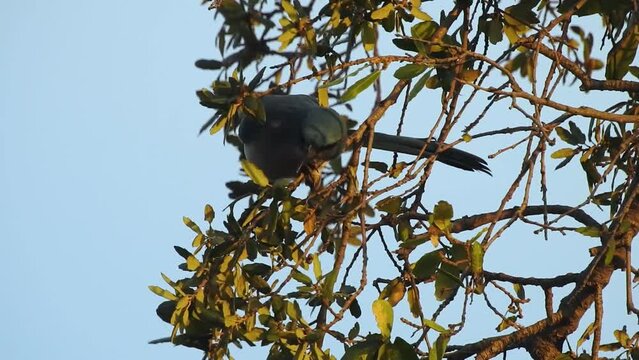 Transvolcanic Jay, Chara Transvolc&aacute;nica, Amphelocoma ultramarina takes an acorn from an oak tree and carries it away with light at dawn sunrise. Guanajuato, Mexico.