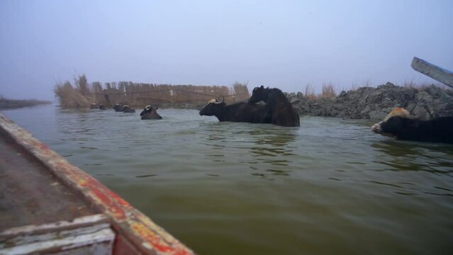 On Board View of Wooden Canoe Boat Navigating Along Mesopotamian Marshes in Iraq, Cattle of Cows in Swamps Water
