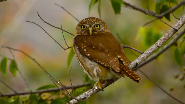 Ferruginous Pygmy-Owl, Tecolote Baje&ntilde;o, Glaucidium brasilianum perched on its back, turns and looks with a forest background.