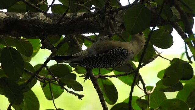 Golden-fronted Woodpecker, Carpintero Cheje, Melanerpes aaurifrons with a scientific ring on its leg feeds upside down on insects from a Bromeliacea in the Uxpanapa jungle, Veracruz, Mexico.